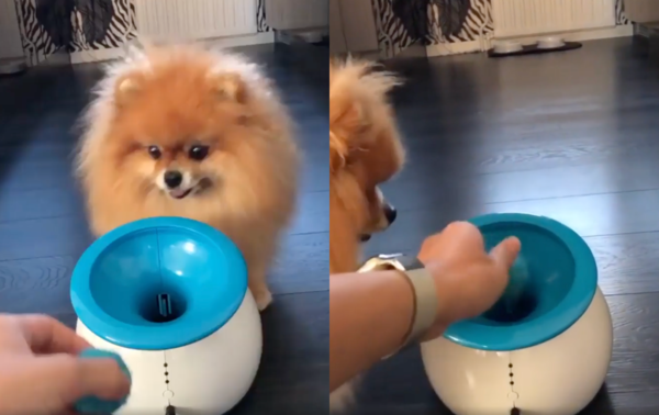출처 : Reddit / 공놀이 장난감에 공을 넣어주는 주인과 그를 지켜보는 포메라니안