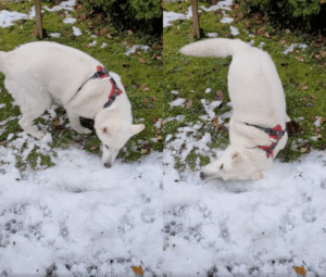 올해 여름은 너무 힘들었어… 겨울을 즐기는 강아지의 행동