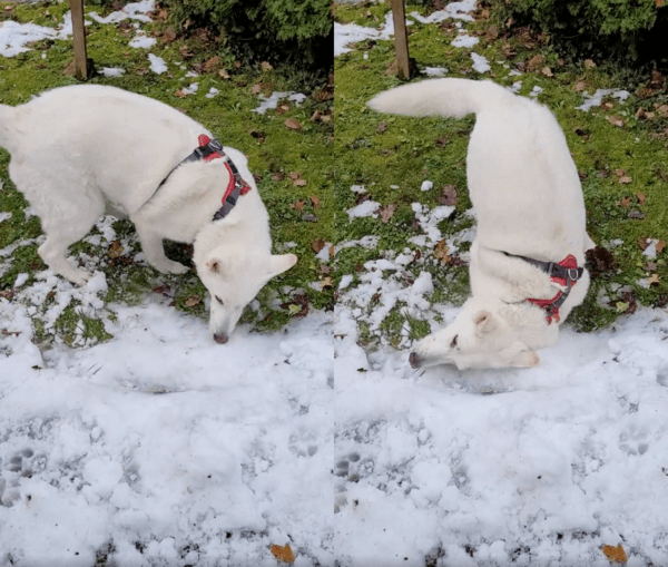 출처 : Reddit / 눈을 보고 너무 좋아 얼굴을 비비는 강아지