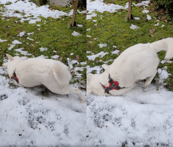 출처 : Reddit / 눈에 온몸을 비비는 흰 강아지