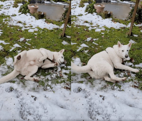 출처 : Reddit / 시원하게 등까지 비비는 강아지