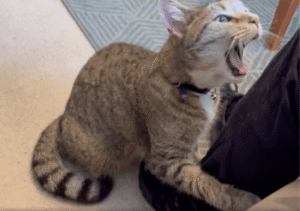 이렇게 나를 오랫동안 혼자 뒀다니! 주인을 향한 고양이의 행동은?