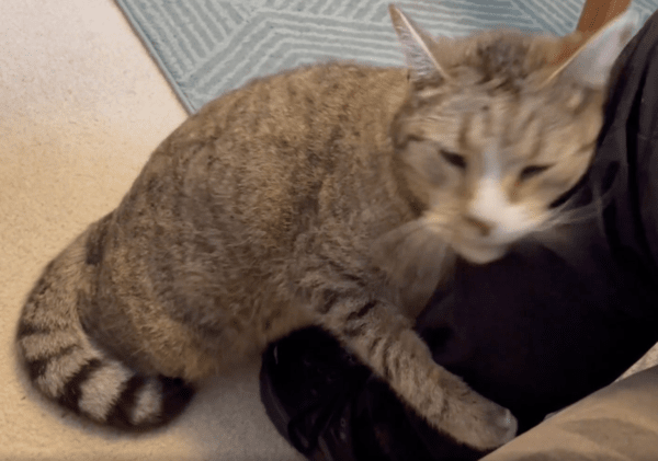 출처 : Reddit / 온몸으로 애정 표현하는 고양이