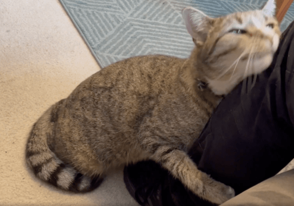 출처 : Reddit / 주인이 너무 반가워서 온몸을 비비는 고양이