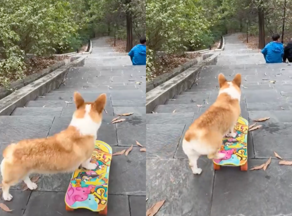 출처 : Reddit / 아찔해보이지만 스케이트보드로 계단을 내려가려는 웰시코기