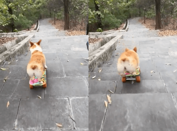 출처 : Reddit / 스케이트보드를 타고 계단을 내려가는 웰시코기의 뒷모습