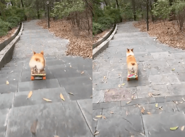 출처 : Reddit / 속도가 굉장히 빠를 텐데 계단을 매우 잘 내려가는 웰시코기