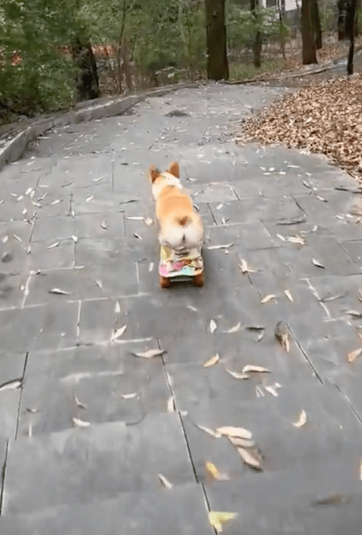 출처 : Reddit / 스케이트보드로 유유자적하게 계단을 내려가고 있는 웰시코기