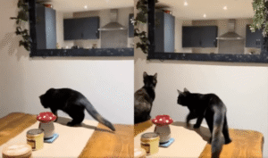 나는 거울 나라의 앨리스! 거울 안으로 들어가려는 고양이의 도전?