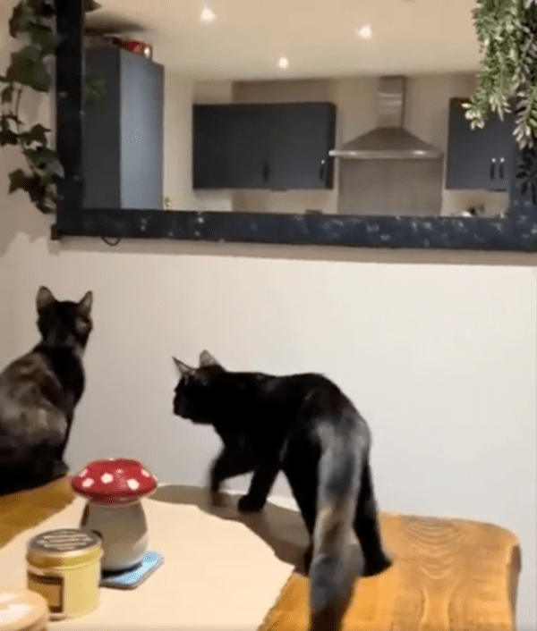 출처 : Reddit / 거울로 뛰어 보려는 고양이와 그를 바라보는 다른 고양이