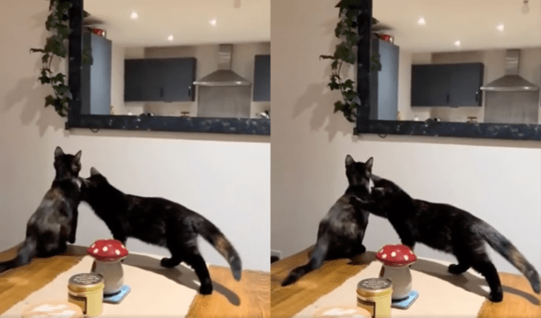 출처 : Reddit / 뛰면 안 된다고 알려주는 듯한 고양이와 이를 무시하는 고양이