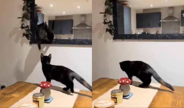 출처 : Reddit / 결국 거울로 뛰어 들어간 고양이는 떨어져 버리고, 이를 바라보는 다른 고양이