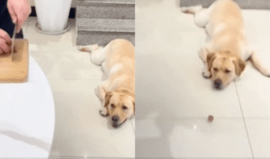 주인이 떨어뜨린 소시지 밑장 빼기에 성공한 ㅇㅇㅇㅇ