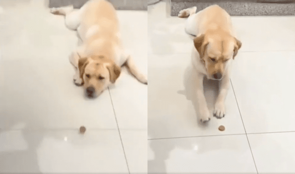 출처 : Reddit / 자기 앞으로 떨어진 소시지를 보고 숨기려는 리트리버