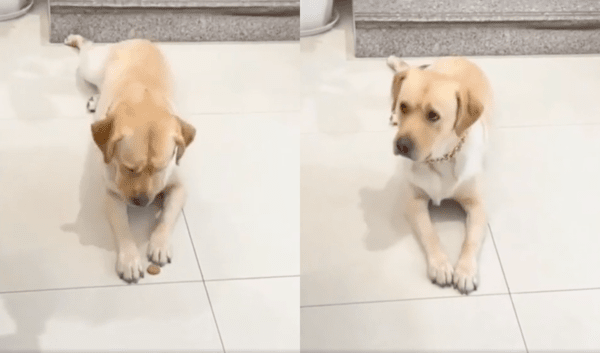 출처 : 발로 소시지를 숨기고 주인의 눈치를 보는 리트리버