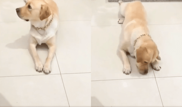 출처 : Reddit / 주인이 식탁을 떠나자 눈치보다 빠르게 소시지를 먹는 리트리버