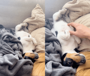 주인의 손이 너무 좋아 울기까지 하는 이의 정체는?