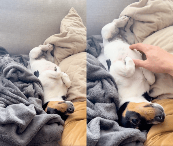 출처 : Reddit / 주인 옆에 누워 있는 강아지와 그를 쓰다듬는 주인