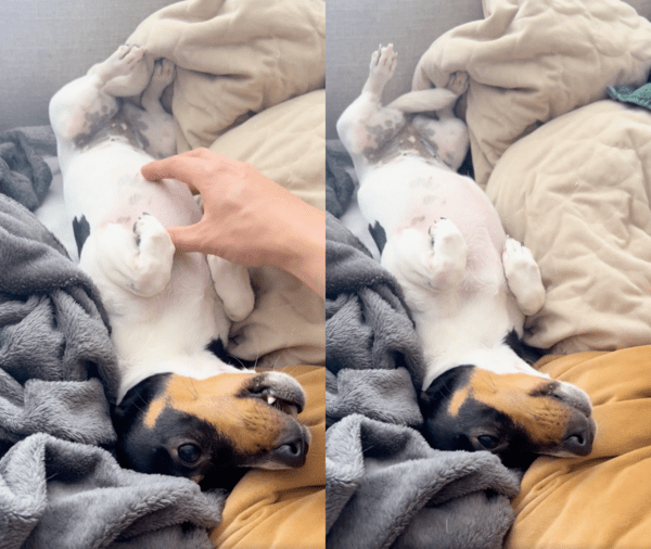 출처 : Reddit / 강아지가 하울링 하자, 쓰다듬는 걸 멈추는 주인