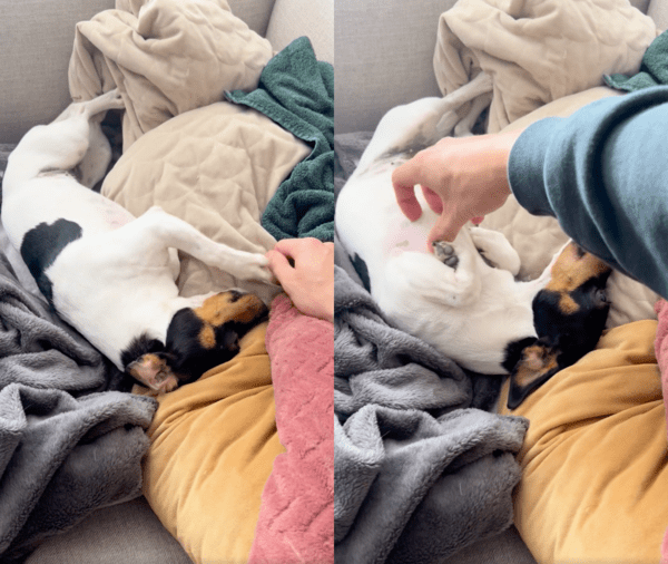 출처 : Reddit / 다시 긁어달라는 강아지의 요구에 쓰다듬는 주인