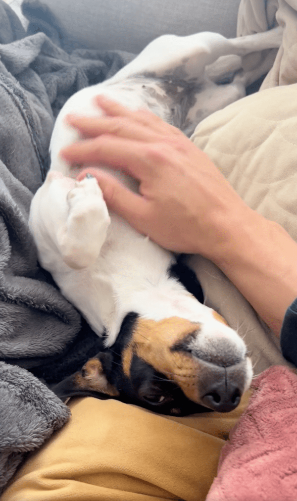 출처 : Reddit / 기분이 너무 좋아 하울링 하는 강아지