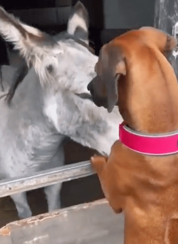 출처 : Reddit / 당나귀 앞에 서 있는 강아지