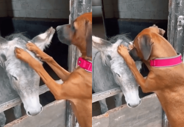 출처 : Reddit / 강아지를 두 앞발을 이용해서 쓰다듬는 강아지  