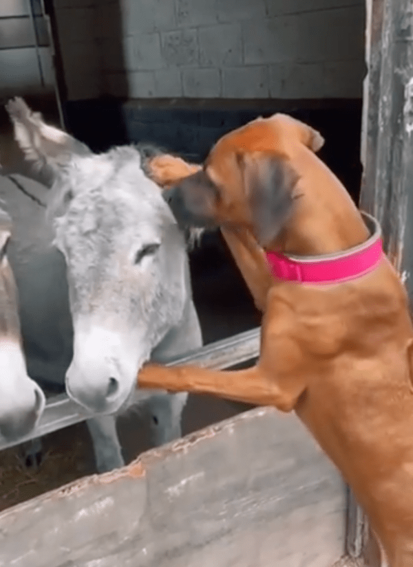 출처 : Reddit / 심지어 귀도 핥아 줄 것 같은 강아지