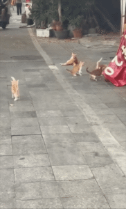 토트넘의 손흥민 선수만큼 발재간이 뛰어난 ㅇㅇㅇ들