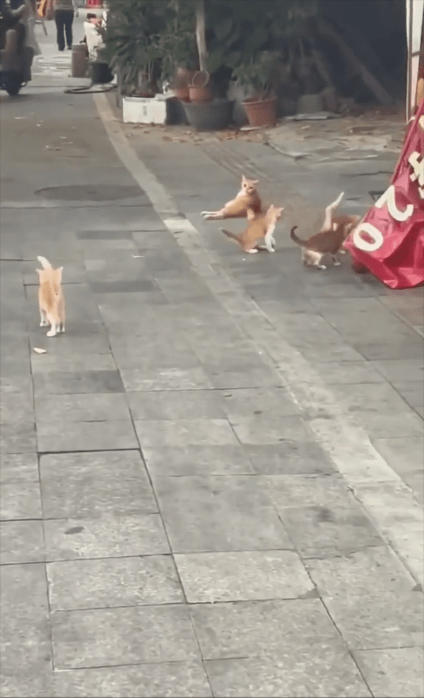 출처 : Reddit / 휴지심으로 축구하는 듯한 아기 고양이들