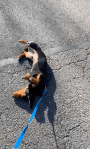 어떤 바닥이라도 냄새가 좋다면 비빌 수 있어!