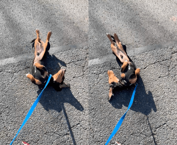 출처 : Reddit / 아스팔트를 자기 것으로 만들려는 닥스훈트