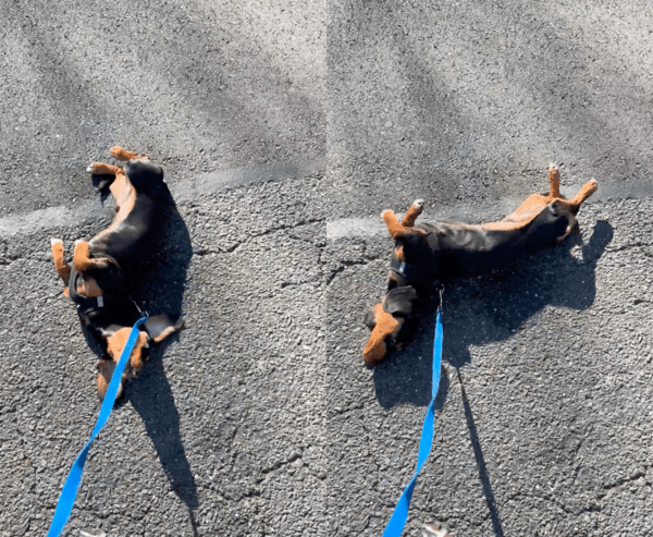 출처 : Reddit / 아스팔트의 냄새를 자기 몸에 묻히려는 닥스훈트