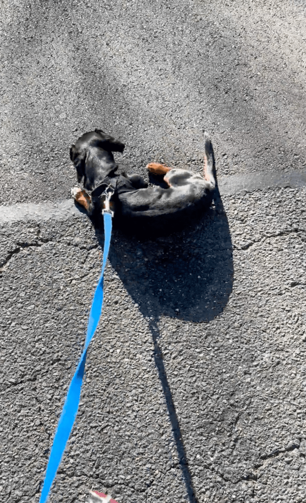 출처 : Reddit / 충분히 비볐는지 만족하는 듯한 닥스훈트