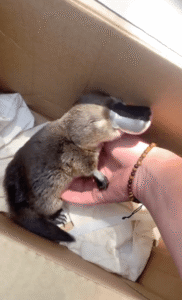 이런 느낌은 처음인지 자꾸 쓰다듬어 달라는 ㅇㅇㅇㅇㅇ