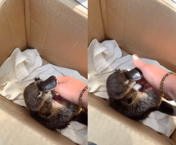 출처 : Reddit / 사람의 손길이 너무 좋은 오리너구리