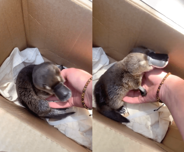 출처 : Reddit / 이 순간이 계속되기만을 바랄 오리너구리