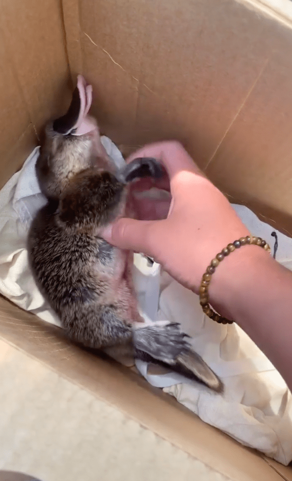 출처 : Reddit / 너무 기분이 좋아 보이는 오리너구리