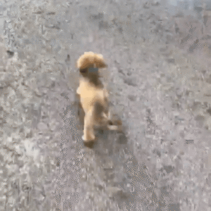 나 좀 안아서 가줄래? 주인은 이를 어떻게 받아들일까?