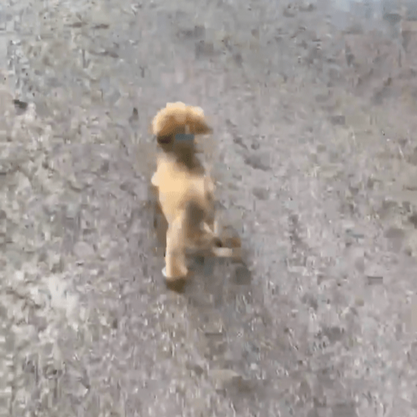 출처 : Reddit / 주인보다 앞서서 가는 닥스훈트의 다음 행동