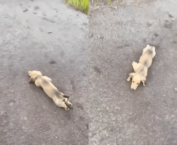 출처 : Reddit / 걷는 주인 앞으로 엎드리는 닥스훈트