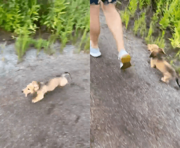 출처 : Reddit / 주인이 떠나자 다시 일어나서 뛰는 닥스훈트