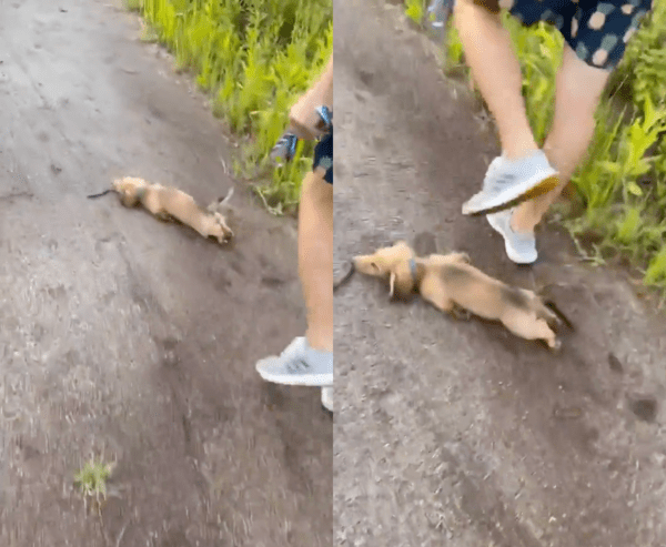 출처 : Reddit / 누워 있는 닥스훈트를 그냥 넘어 가는 주인