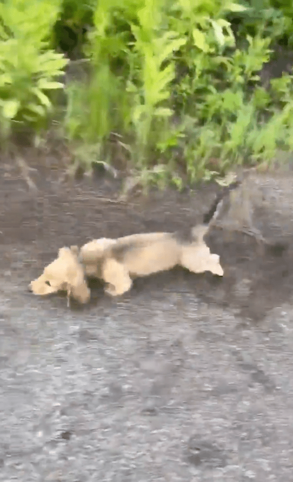 출처 : 속상해하지 않고 주인을 따라가는 닥스훈트
