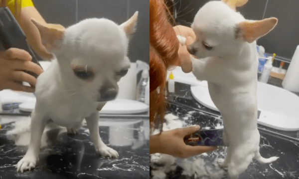 출처 : Reddit / 털 미는 데 가만히 있는 치와와