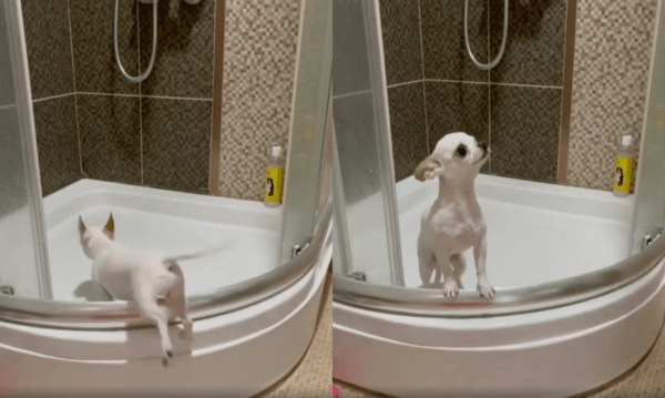 출처 : Reddit / 목욕하러 혼자 들어가는 치와와