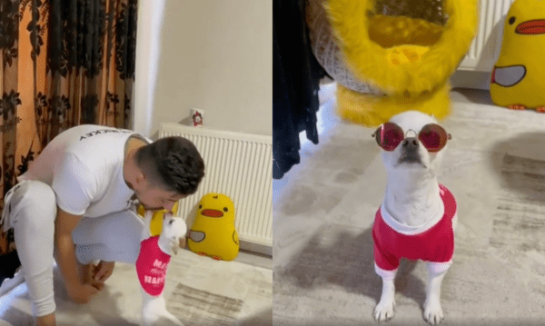 출처 : Reddit / 목욕하고 새옷을 입고 나니 기분이 너무 좋은 치와와