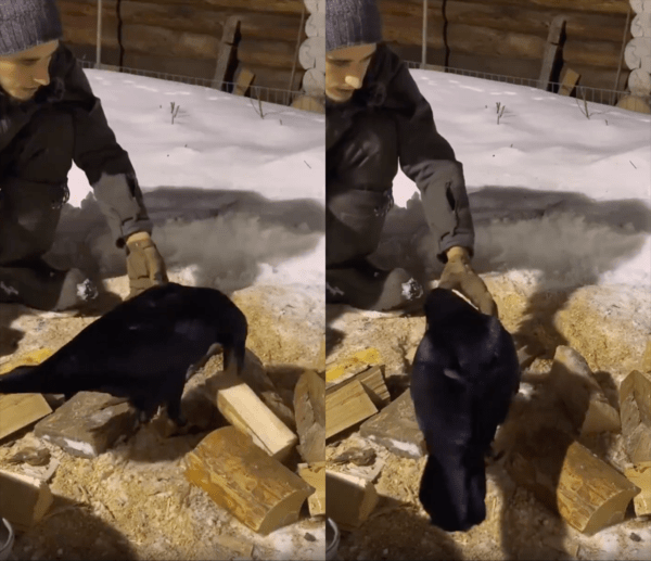 출처 : Reddit / 장작을 물어다 주는 까마귀와 그걸 받는 사람