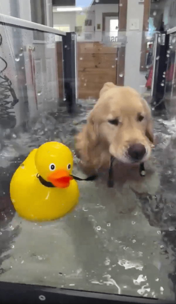 출처 : Reddit / 골든 리트리버, 헨리가 수중 훈련 중 오리 인형을 데리고 있는 모습