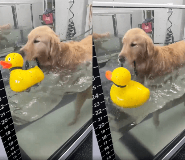 출처 : Reddit / 힘들게 수중 훈련을 하지만 오리 인형과 함께하는 헨리